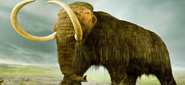 An artist's rendition of the ancient woolly mammoth.